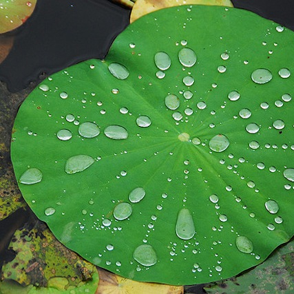 Lotus